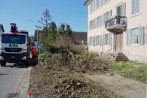 Trottoir und Vorgarten statt alter Bäume