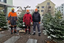 Auf den Christbaum, fertig, los!
