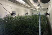 Illegale Hanfplantage ausgehoben, Betreiber verhaftet